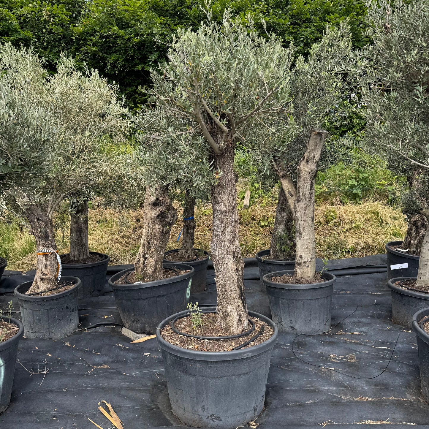 Olea europaea – Olivenbaum (Höhe Stamm + Krone ca. 180 cm // Topfdurchmesser 76cm)