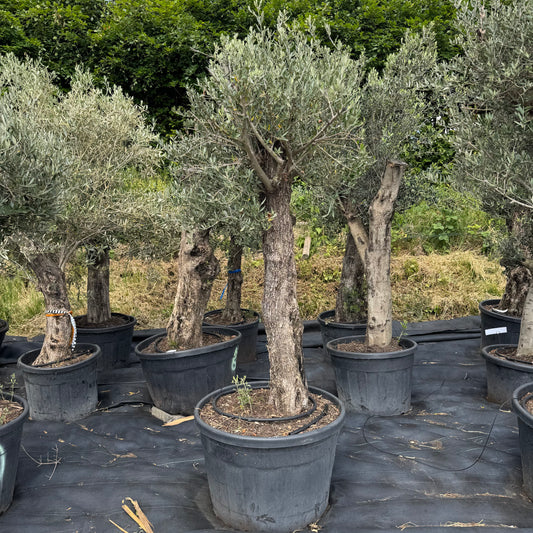 Olea europaea – Olivenbaum (Höhe Stamm + Krone ca. 180 cm // Topfdurchmesser 76cm)