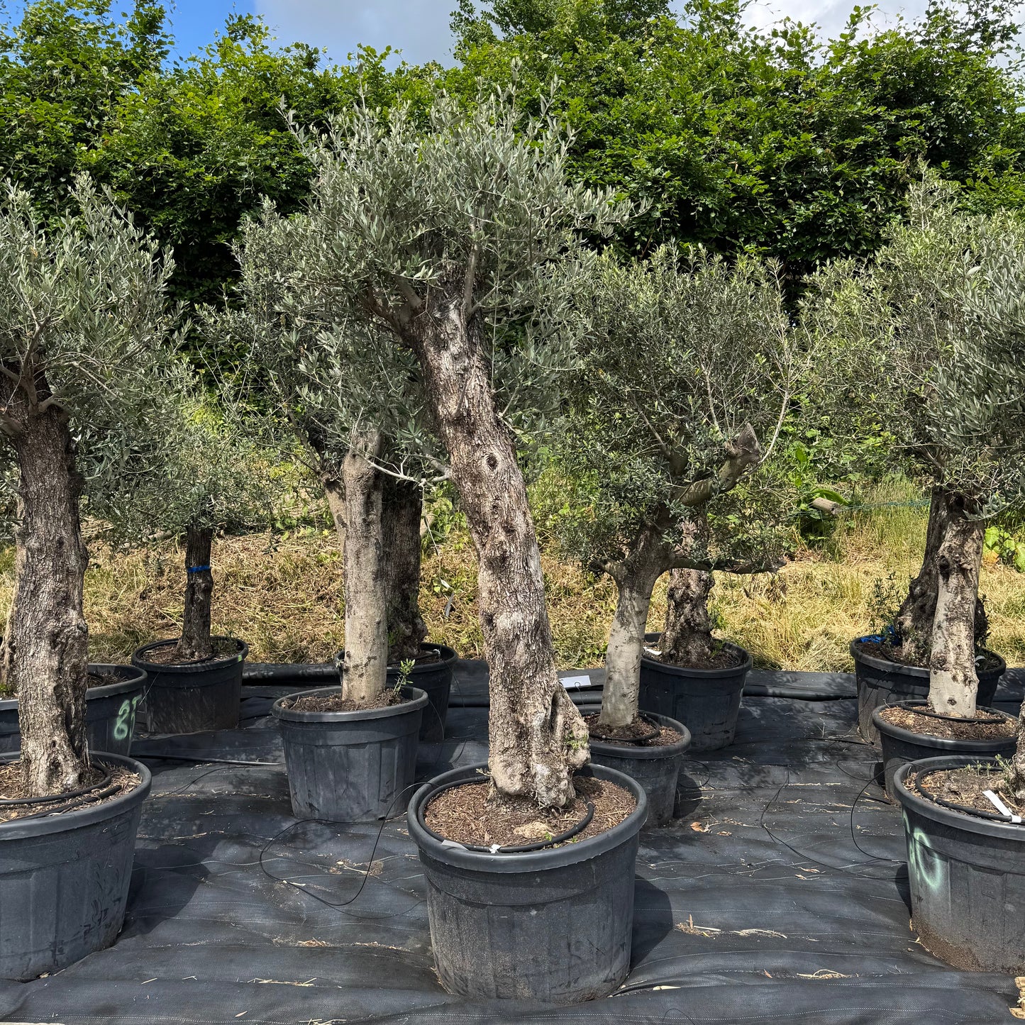 Olea europaea – Olivenbaum (Höhe Stamm + Krone ca. 190 cm // Topfdurchmesser 76cm)