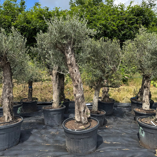 Olea europaea – Olivenbaum (Höhe Stamm + Krone ca. 190 cm // Topfdurchmesser 76cm)