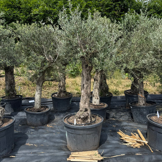 Olea europaea – Olivenbaum (Höhe Stamm + Krone ca. 170 cm // Topfdurchmesser 76cm)