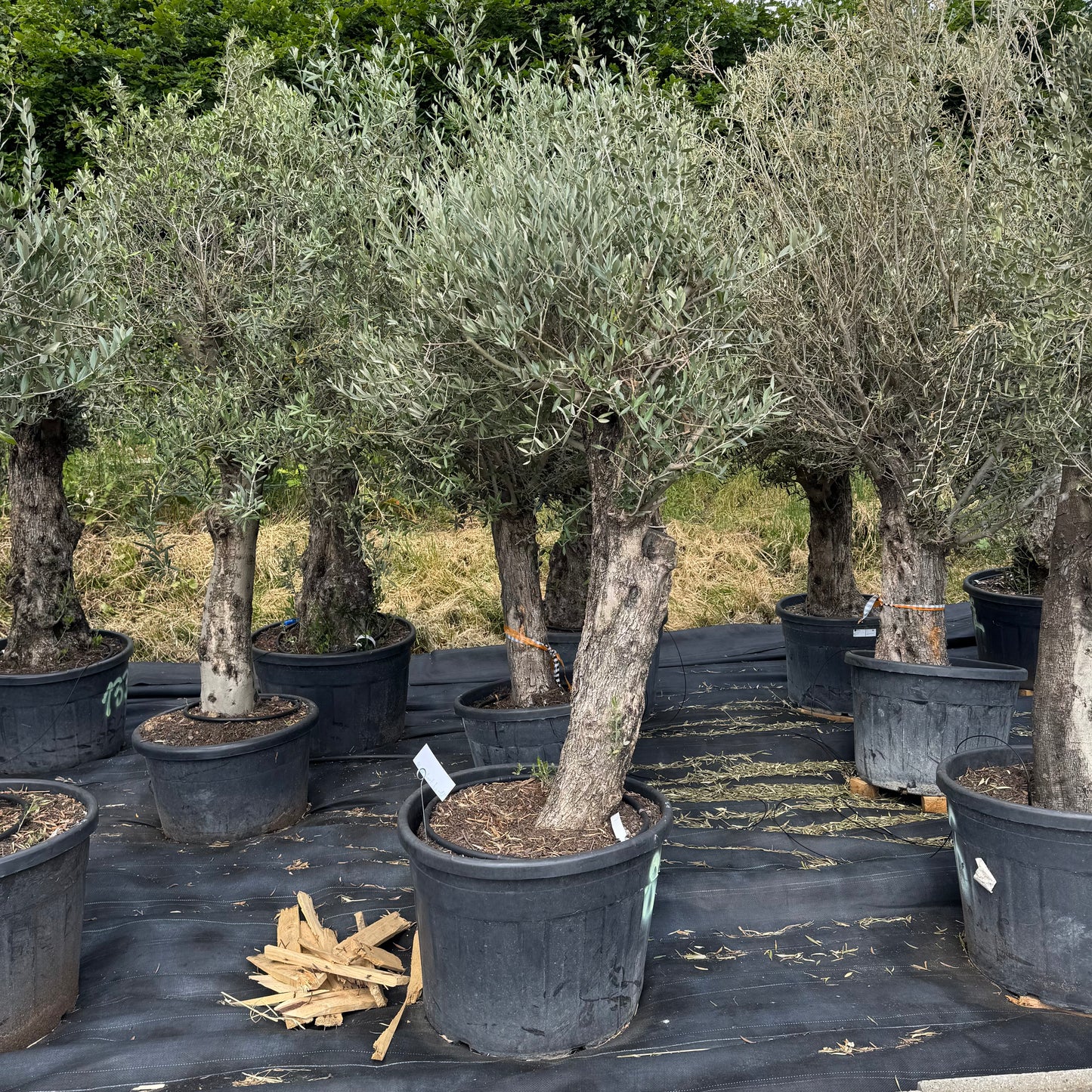 Olea europaea – Olivenbaum (Höhe Stamm + Krone ca. 170 cm // Topfdurchmesser 70cm)