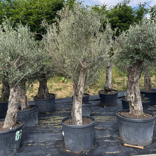 Olea europaea – Olivenbaum (Höhe Stamm + Krone ca. 180 cm // Topfdurchmesser 70cm)