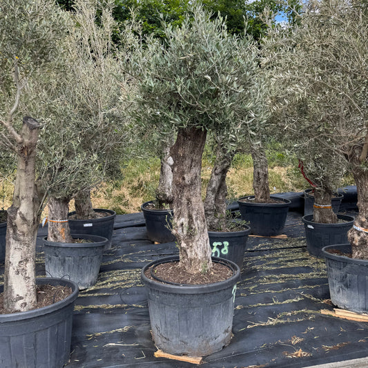 Olea europaea – Olivenbaum (Höhe Stamm + Krone ca. 170 cm // Topfdurchmesser 76cm)