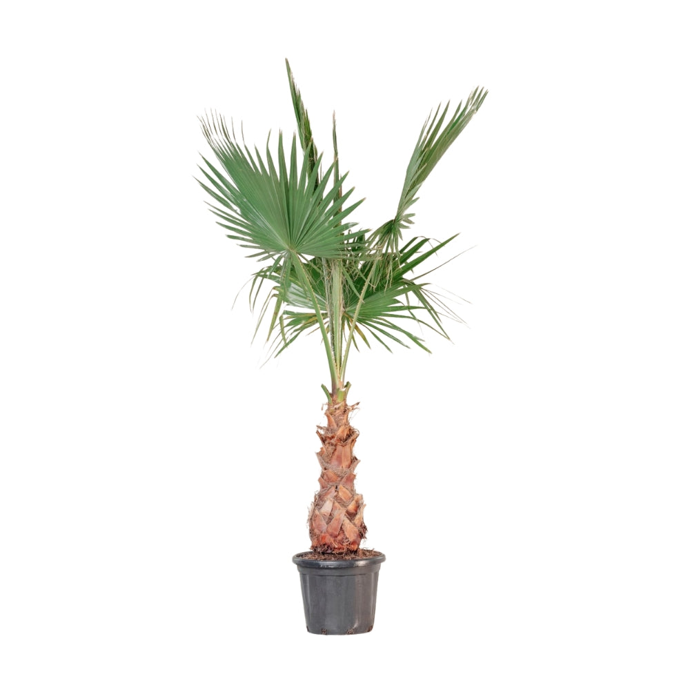 Washingtonia – Die majestätische Palme für dein Zuhause