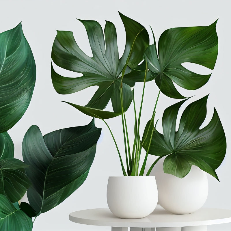 Monstera – die grüne Ikone unter den Zimmerpflanzen