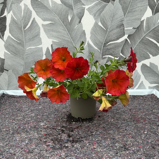 Petunia Hybride (rot) – Zauberhafte Sommerblüte