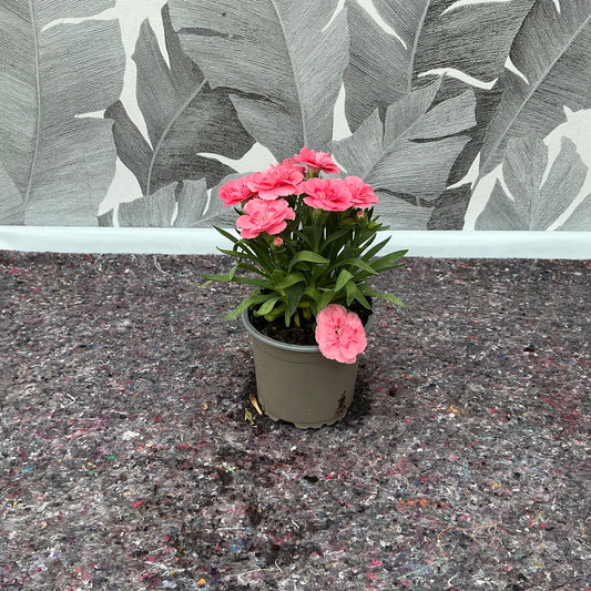 Dianthus caryophyllus – Gartennelke in leuchtendem Rosa