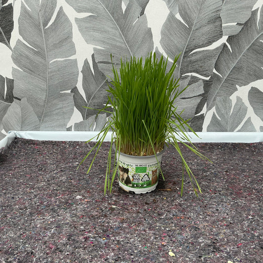 Triticum – Weizengras im Topf