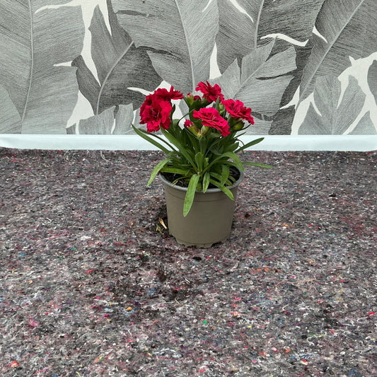 Dianthus caryophyllus – Gartennelke in leuchtendem Rot