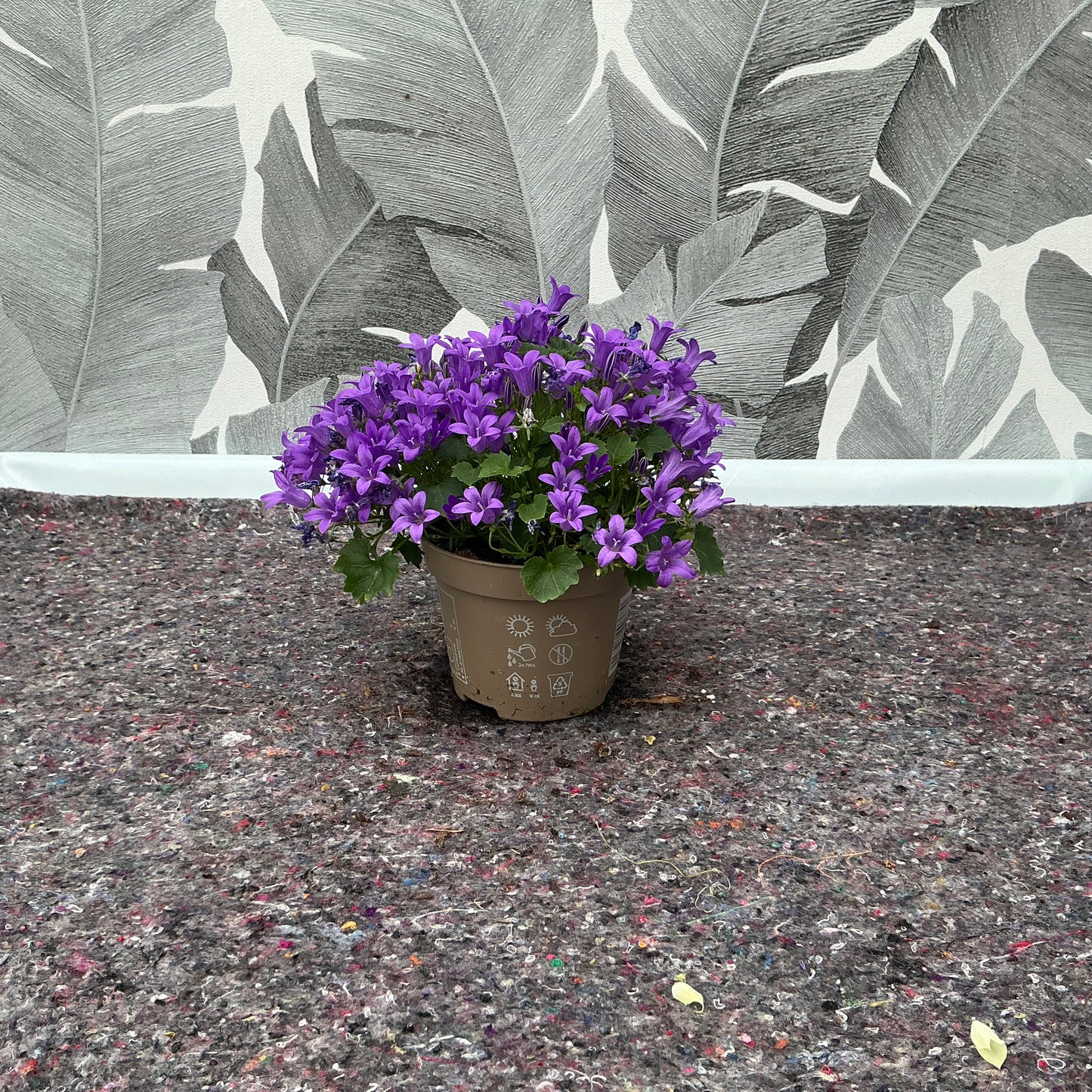 Campanula – Glockenblume in kräftigem Violett