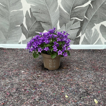 Campanula – Glockenblume in kräftigem Violett