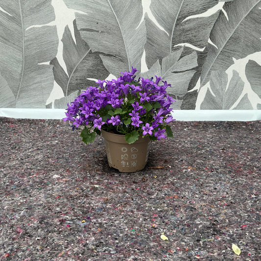 Campanula – Glockenblume in kräftigem Violett