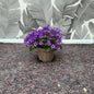 Campanula – Glockenblume in kräftigem Violett