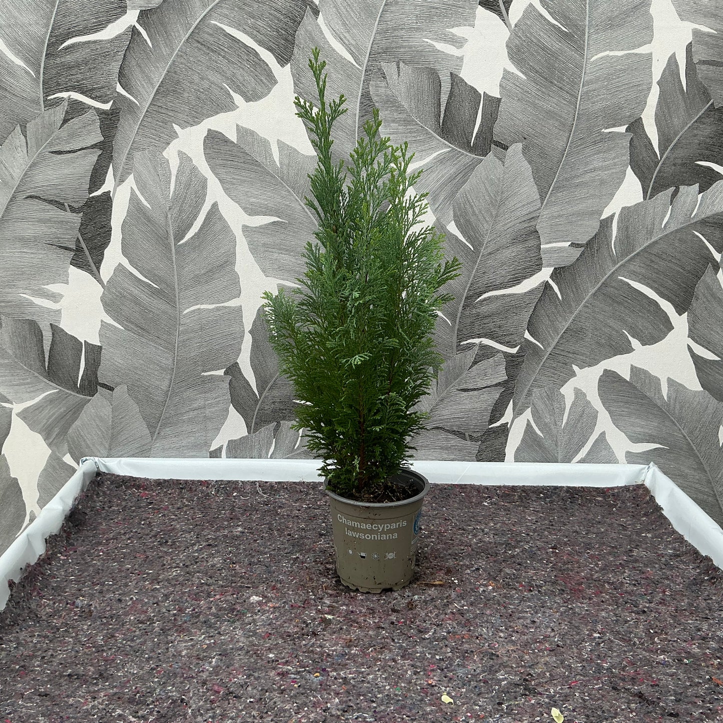 Chamaecyparis lawsoniana – Lawsons Scheinzypresse