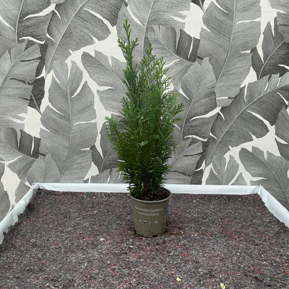 Chamaecyparis lawsoniana – Lawsons Scheinzypresse
