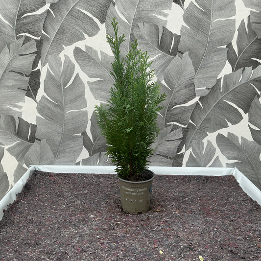 Chamaecyparis lawsoniana – Lawsons Scheinzypresse