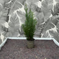 Chamaecyparis lawsoniana – Lawsons Scheinzypresse