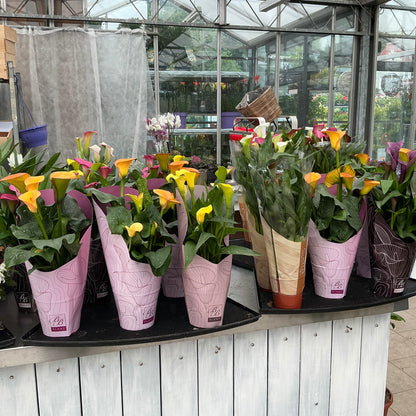 Zantedeschia – Calla (lila)