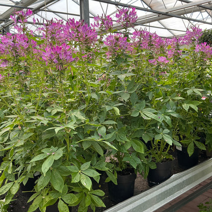 Cleome hassleriana – Spinnenblume in zartem Rosa