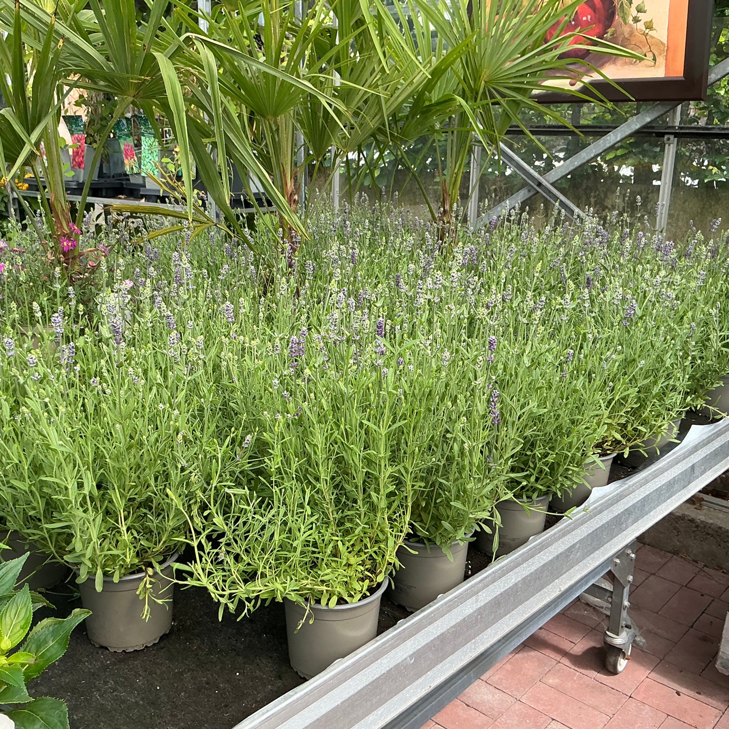 Lavandula stoechas (klein) - Die Schopflavendel
