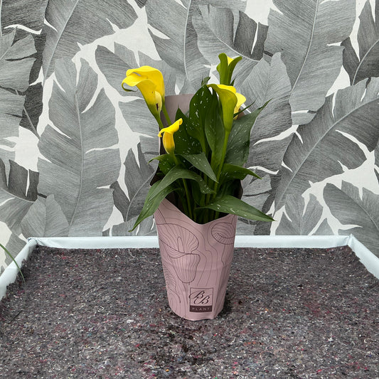 Zantedeschia – Calla (gelb)