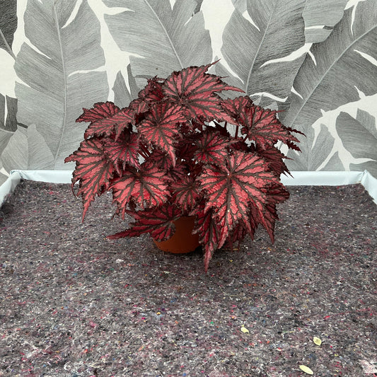 Begonia Rex – Blattschmuck in intensivem Rot