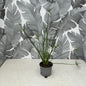 Cyperus prolifer – Zwerg-Zyperngras für Zimmer & Wassergefäß