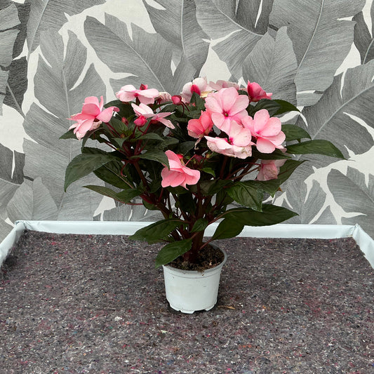 Impatiens Neuguinea (hell rosa)  – Farbenfroher Dauerblüher für halbschattige Plätze