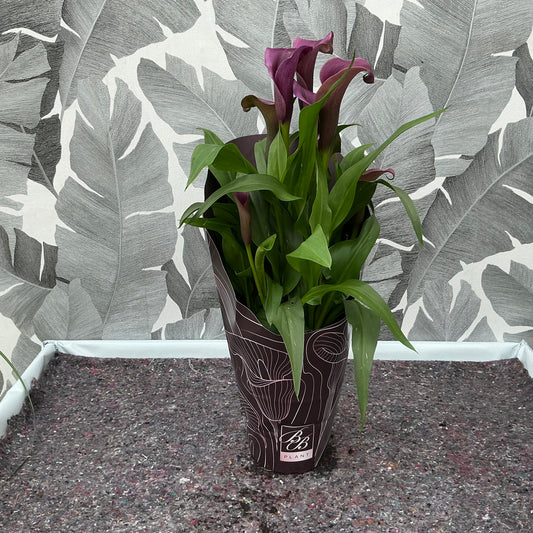 Zantedeschia – Calla (lila)