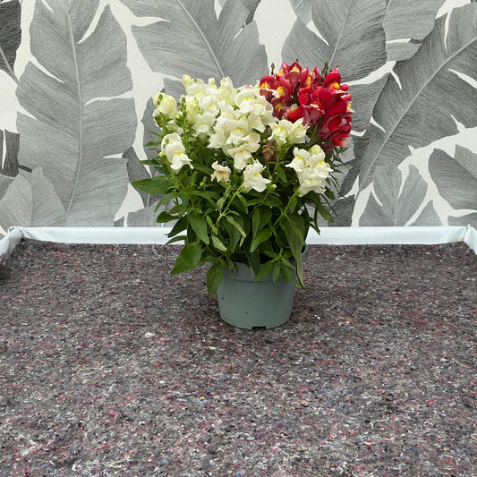 Antirrhinum – Löwenmäulchen in nostalgischer Blütenpracht