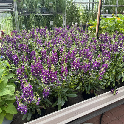 Angelonia – Sommerlavendel mit edler Ausstrahlung