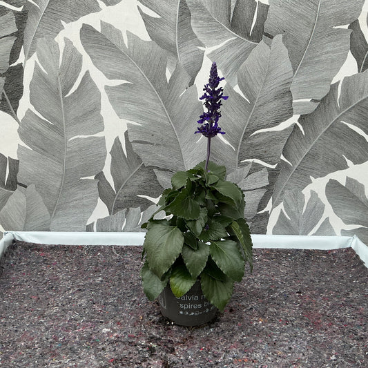 Salvia Misty – Die verzaubernde Herbst-Salbei