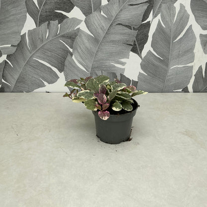 Ajuga (mix) – Teppich-Günsel für Beet, Balkon & Schattenecken
