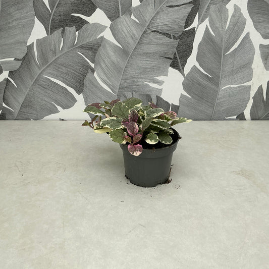 Ajuga (mix) – Teppich-Günsel für Beet, Balkon & Schattenecken