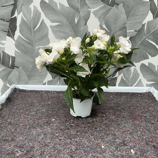 Impatiens Neuguinea (weiss)  – Farbenfroher Dauerblüher für halbschattige Plätze