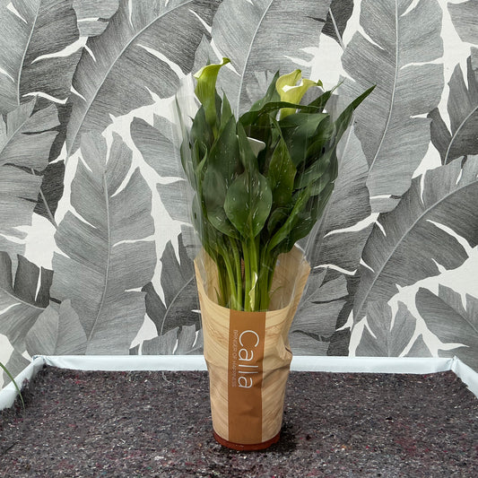 Zantedeschia – Calla (weiss)