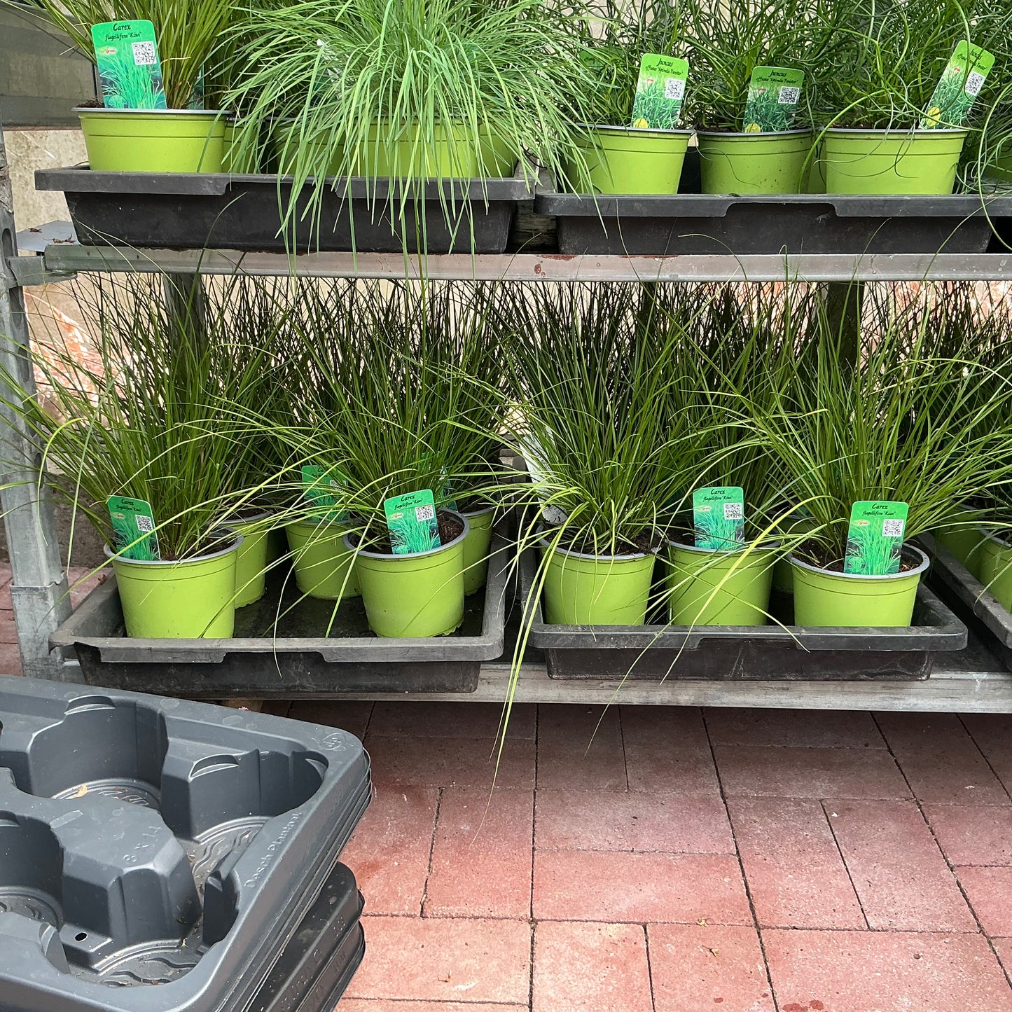 Carex brunnea – Das elegante Ziergras für dein Zuhause