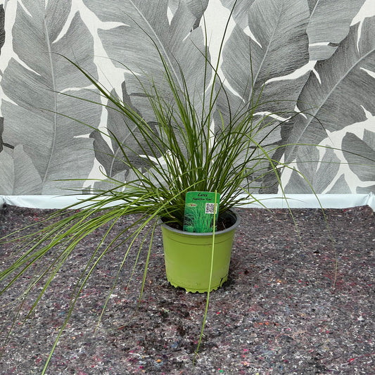 Carex brunnea – Das elegante Ziergras für dein Zuhause