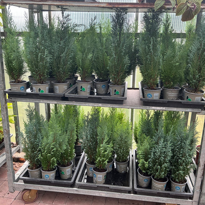 Chamaecyparis lawsoniana – Lawsons Scheinzypresse