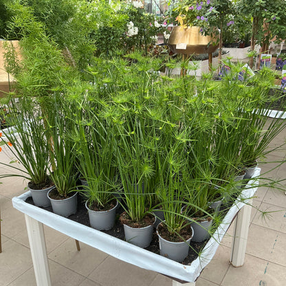 Cyperus prolifer – Zwerg-Zyperngras für Zimmer & Wassergefäß