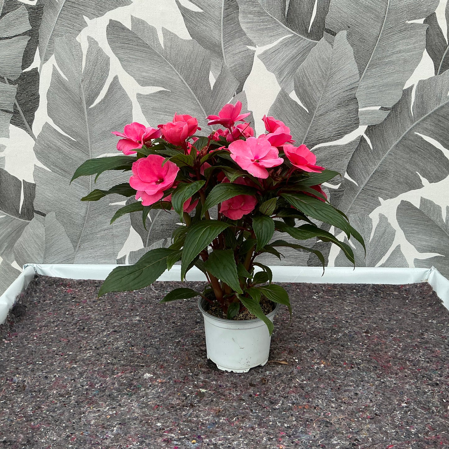 Impatiens Neuguinea (rosa)  – Farbenfroher Dauerblüher für halbschattige Plätze
