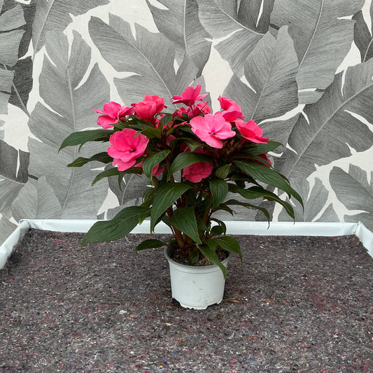 Impatiens Neuguinea (rosa)  – Farbenfroher Dauerblüher für halbschattige Plätze