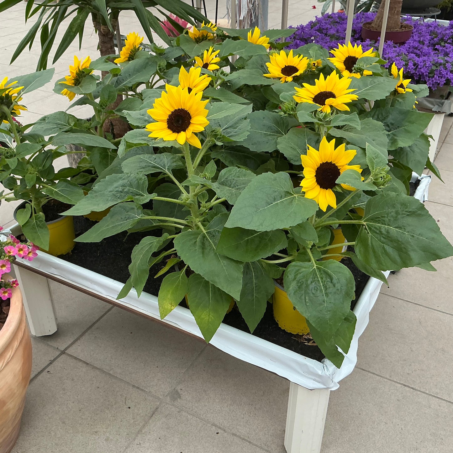 Helianthus annuus – Sonnenblume im Topf