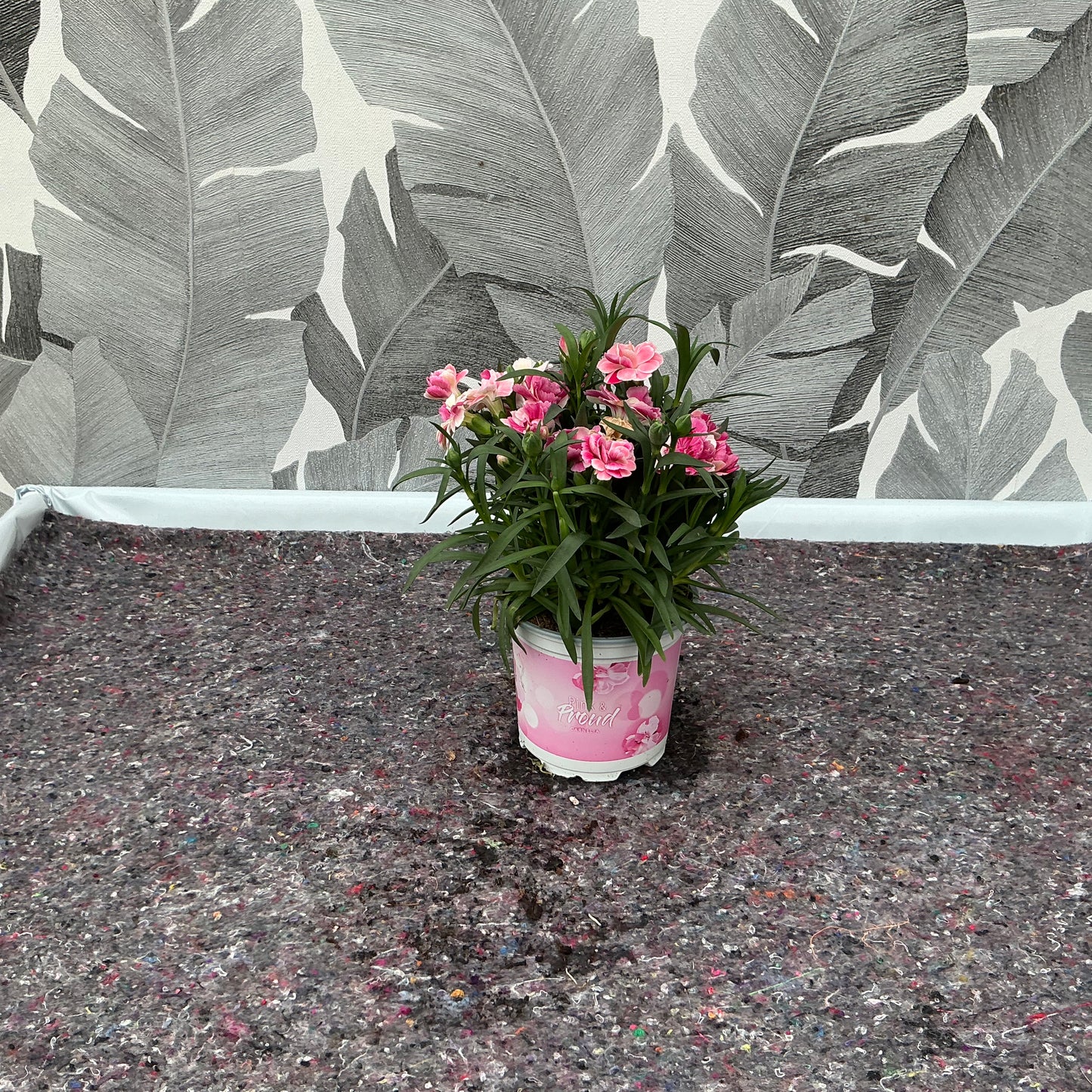 Dianthus (rosa) – Nelke mit Charme