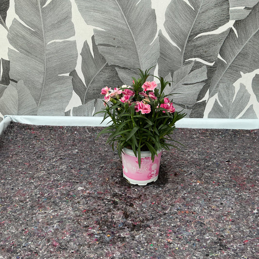 Dianthus (rosa) – Nelke mit Charme