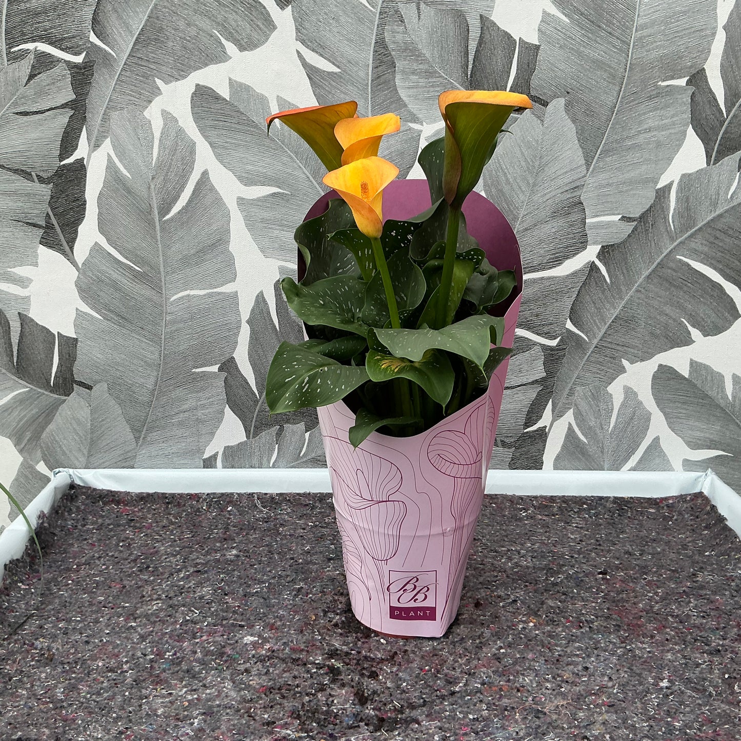 Zantedeschia – Calla (orange)