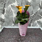 Zantedeschia – Calla (orange)