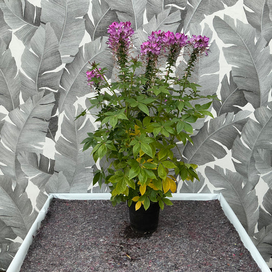 Cleome hassleriana – Spinnenblume in zartem Rosa
