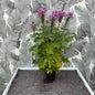 Cleome hassleriana – Spinnenblume in zartem Rosa